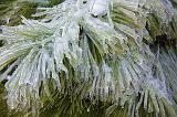 Iced Pine Needles_12189